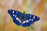 Blauschwarzer Eisvogel